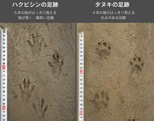 ハクビシンとタヌキの足跡の違い