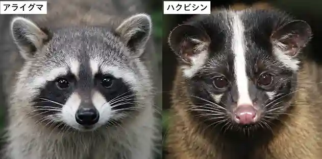 アライグマとハクビシンの顔の違い