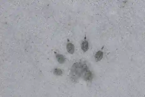 イタチの足跡